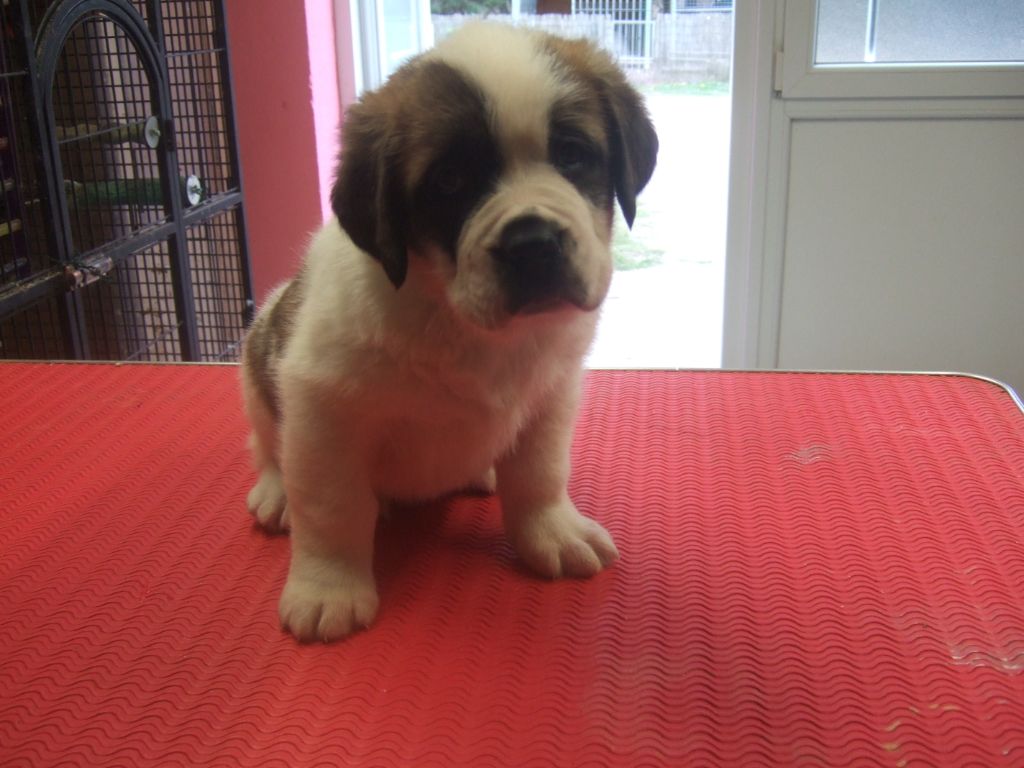 Du home de suger baby - Chiots disponibles - Chien du Saint-Bernard